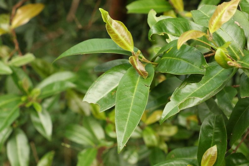 Backhousia subargentea, photographed by Greg Tasney