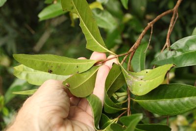 Backhousia subargentea, photographed by Greg Tasney