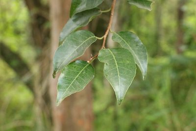 Excoecaria dallachyana, photographed by Greg Tasney