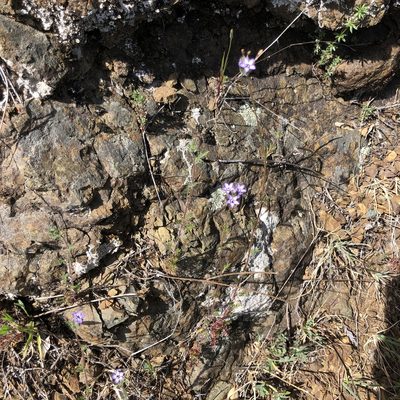 Gilia clivorum, photographed by Nicholas Wei