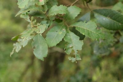 Alectryon tomentosus, photographed by Greg Tasney