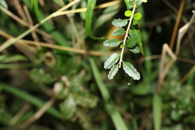 Acalypha capillipes, photographed by Greg Tasney
