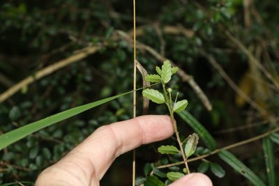 Acalypha capillipes, photographed by Greg Tasney