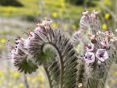 Phacelia hubbyi, photographed by Rachel Whitt