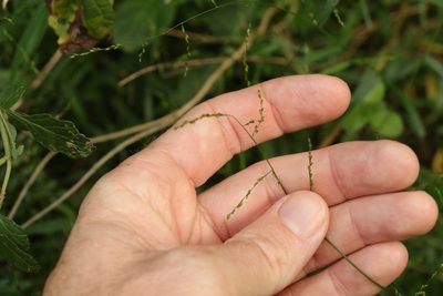 Ottochloa gracillima, photographed by Greg Tasney