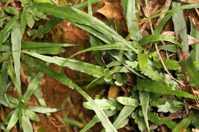 Asplenium attenuatum, photographed by Greg Tasney