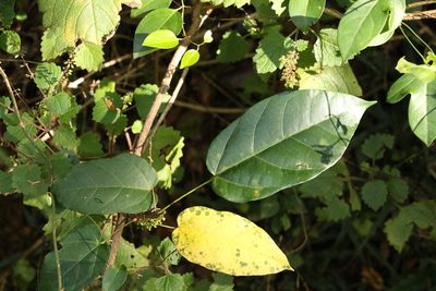 Sterculia quadrifida, photographed by Greg Tasney