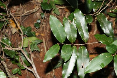 Uvaria leichhardtii, photographed by Greg Tasney