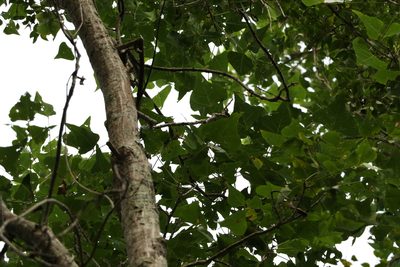 Erythrina numerosa, photographed by Greg Tasney