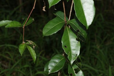 Tetrastigma nitens, photographed by Greg Tasney