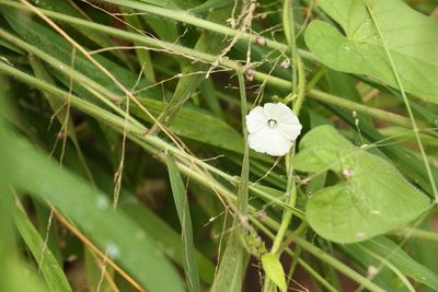 Ipomoea biflora, photographed by Greg Tasney