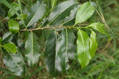 Casearia multinervosa, photographed by Greg Tasney