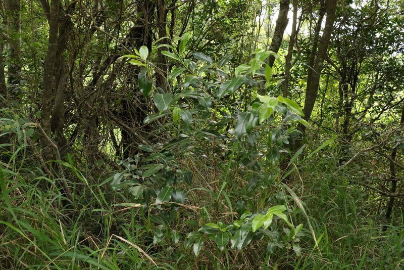 Casearia multinervosa, photographed by Greg Tasney