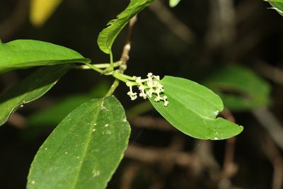 Dendrocnide photiniphylla, photographed by Greg Tasney