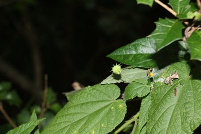 Abutilon oxycarpum, photographed by Greg Tasney