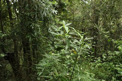 Sabdariffa heterophylla, photographed by Greg Tasney