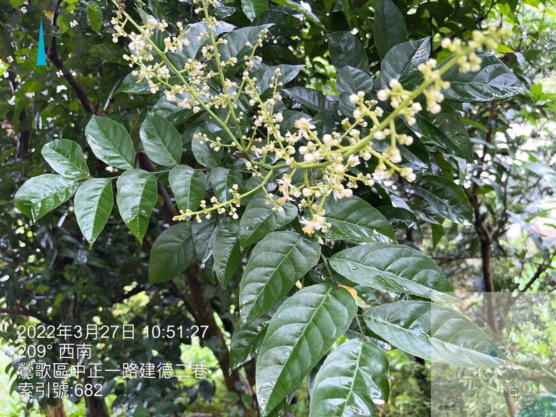 Clausena lansium, photographed by 謝麗霦