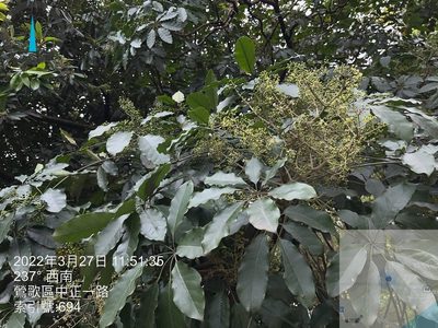 Heptapleurum heptaphyllum, photographed by 謝麗霦