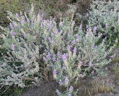 Lupinus chamissonis, photographed by Henrik Kibak