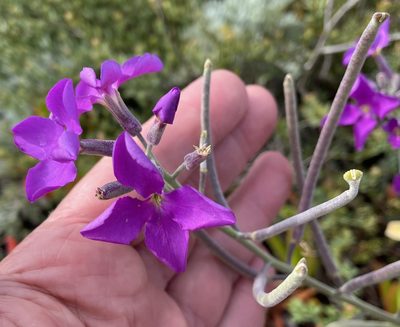 Matthiola incana, photographed by Henrik Kibak