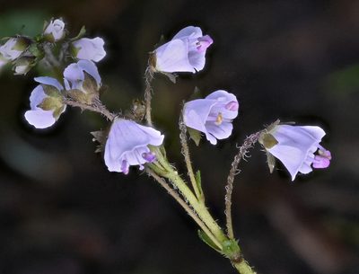 Veronica regina-nivalis