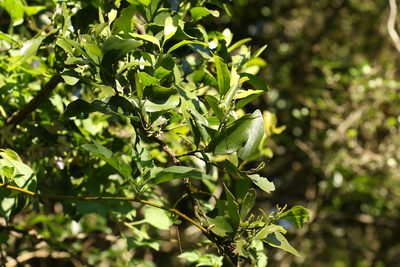 Exocarpos latifolius, photographed by Greg Tasney