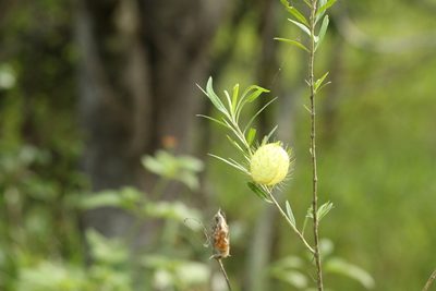 Gomphocarpus fruticosus, photographed by Greg Tasney