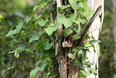 Aristolochia littoralis, photographed by Greg Tasney