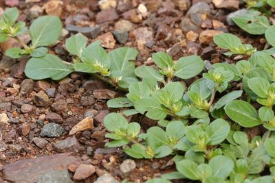 Alternanthera pungens, photographed by Greg Tasney
