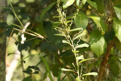 Sida hackettiana, photographed by Greg Tasney