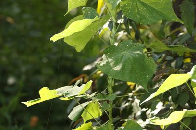 Abutilon auritum, photographed by Greg Tasney