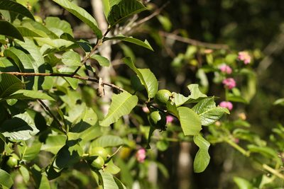 Psidium guajava, photographed by Greg Tasney