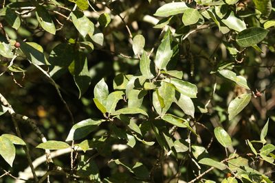 Ficus opposita, photographed by Greg Tasney