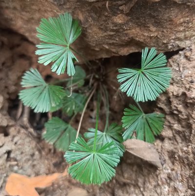 Actiniopteris radiata, photographed by Rajanna