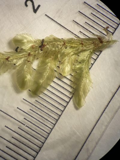Orthorrhynchium elegans, photographed by Leon Perrie