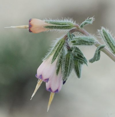 Onosma staminea, photographed by Иван Пристрем