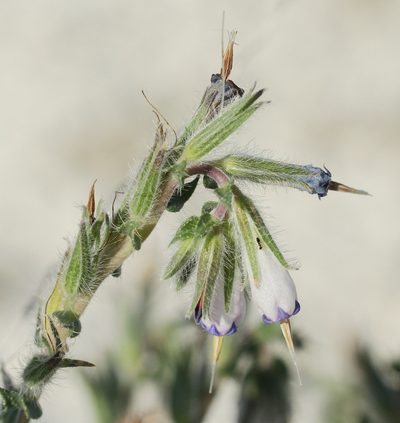Onosma staminea, photographed by Иван Пристрем