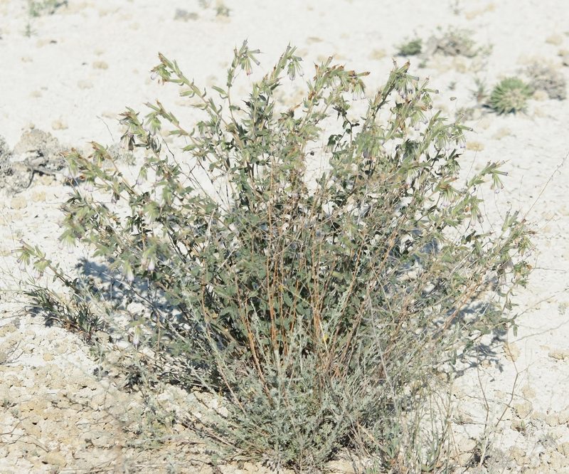 Onosma staminea, photographed by Иван Пристрем