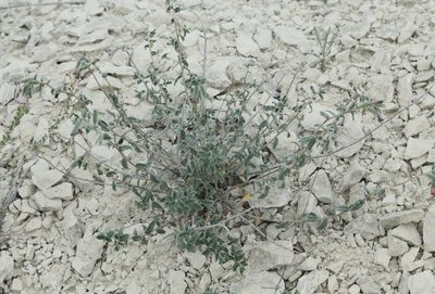 Onosma staminea, photographed by Иван Пристрем