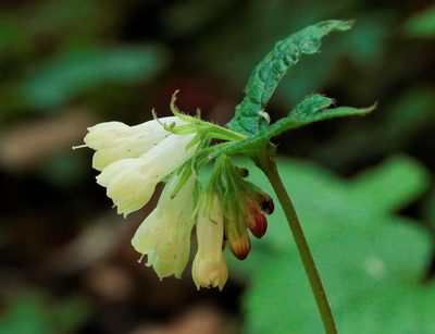 Symphytum tauricum, photographed by Иван Пристрем
