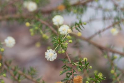 Acacia ulicifolia, photographed by Bruce Cathie