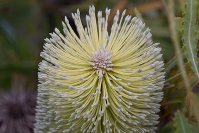 Banksia aemula, photographed by Bruce Cathie