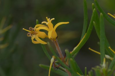 Persoonia virgata, photographed by Bruce Cathie