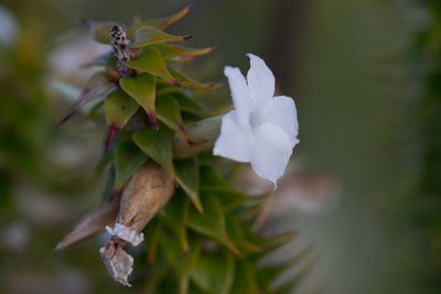 Woollsia pungens, photographed by Bruce Cathie