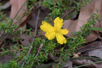 Hibbertia vestita, photographed by Bruce Cathie