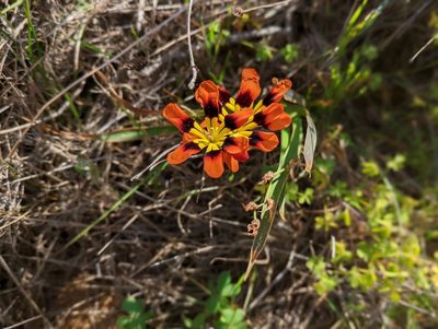 Sparaxis tricolor, photographed by Jay Paroline