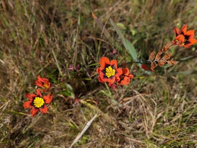 Sparaxis tricolor, photographed by Jay Paroline