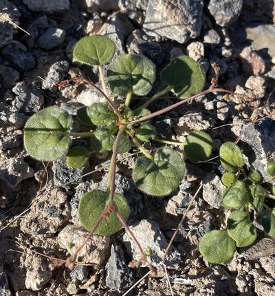 Eriogonum contiguum, photographed by Matt Berger