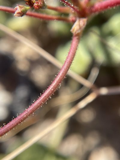 Eriogonum contiguum, photographed by Matt Berger