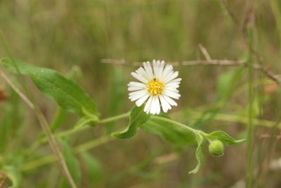 Calotis dentex, photographed by Greg Tasney